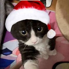 a black and white cat wearing a santa hat