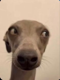 a close up of a dog's face with the caption that says, don't look at me