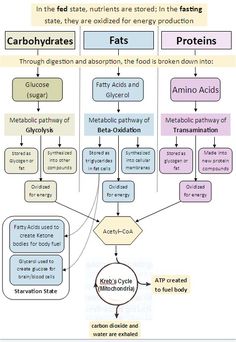 The body utilizes its metabolic pathways differently during fasting and starvation states and the more comfortable fed state. Learn more here. Physiology Notes, Metabolic Pathways, Science Revision, Medical Notes, Mcat Study, Motivasi Diet, Student Notes