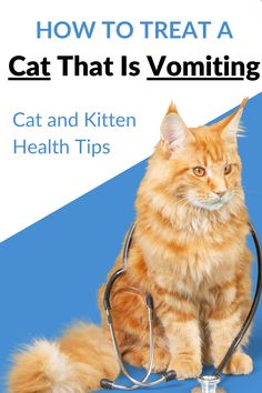 a cat with a stethoscope on it's neck and the words how to treat a cat that is volatizing