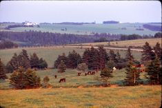 cows graze in a field surrounded by pine trees and rolling hills with houses on the horizon