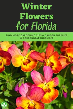 colorful flowers with text overlay that reads winter flowers for florida find more gardening tips and garden supplies