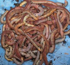 worms are gathered together in the dirt on top of a blue surface, with water coming out of them