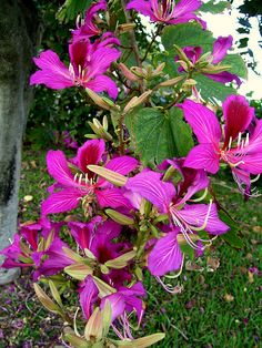 purple flowers are blooming in the garden