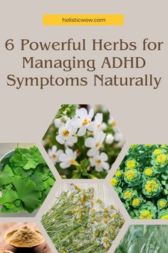 Herbs for ADHD can be a game-changer. Check out these 6 natural options to improve focus and calm restlessness. Learn how to use them safely from an herbalist's perspective. Natural Remedies For Add In Adults, Add Natural Remedies, Herbs For Focus, Spiritual Girl, Natural Add Remedies, Help Kids Focus, Bacopa Monnieri, Rhodiola Rosea