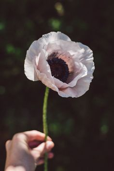 a person holding a white flower in their hand