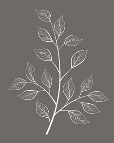 a branch with leaves on a gray background