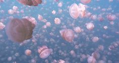 many jellyfish swimming in the water together