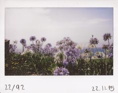 purple flowers in the foreground and palm trees in the background on a cloudy day