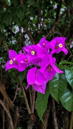 purple flowers with green leaves in the foreground and trees in the backgroud