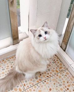 a fluffy white cat sitting in front of a mirror