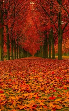 an autumn scene with red leaves on the ground and trees lining the road in the background