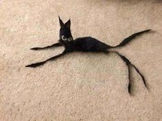 a black cat laying on the floor with its eyes wide open and long legs spread out