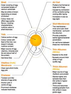 the structure of an egg with all its parts labeled