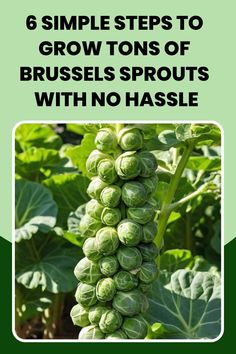 a bunch of green plants with the title 6 simple steps to grow tons of brussels sprouts with no hassle