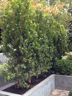 a small tree in a concrete planter