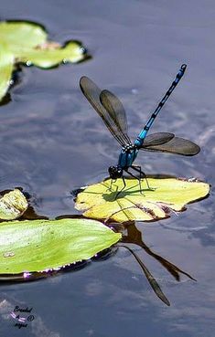 a blue dragonfly sitting on top of a lily pad in the middle of water