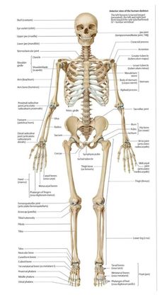 the human skeleton and its major skeletal systems, including the upper half of the body