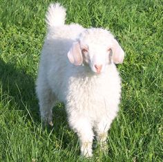 a white sheep standing on top of a lush green field