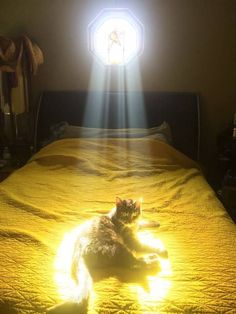 a cat laying on top of a yellow bed under a light that is shining down