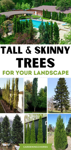 🌿 Rise to New Heights: Uncover the Magic of Tall and Skinny Trees in Your Garden! 🏡🌳 Pencil Trees Landscaping, Small Pine Trees Landscaping, Narrow Evergreen Trees, Trees For Landscaping, Trees For Small Gardens, Plant Advice, Sky Pencil Holly, Pine Garden, Garden Transformation