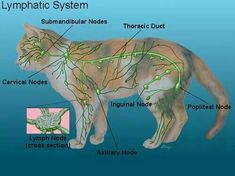 Lymphatic system of a feline Feline Anatomy, Veterinarians Medicine, Vet Tech School, Veterinary Tech, Vet Tech Student, Vet Technician, Veterinary Assistant, Veterinary Science, Vet Medicine