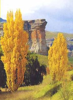 yellow trees stand in the foreground near a rocky cliff