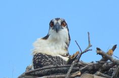 an eagle sitting on top of a nest