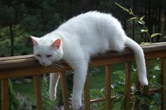 a white cat laying on top of a wooden rail next to green plants and trees