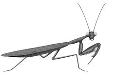 a drawing of a praying mantissa