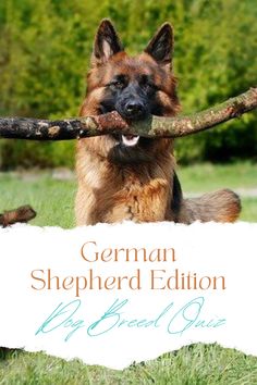 a german shepherd dog holding a stick in its mouth