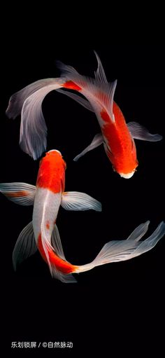 two orange and white koi fish swimming in the dark water with their tails curled up