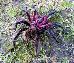 a large purple spider crawling on the ground