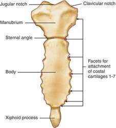 the structure of an animal's bone and its major structures, including the bones