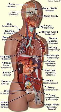 an image of the human body with labels on its torso and chest, including the major organs