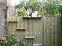 two cats sitting on top of a wooden shelf in a fenced area next to flowers