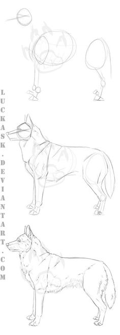 three different types of dogs are shown in this drawing lesson for beginners to learn how to