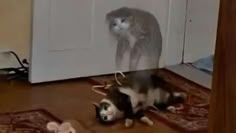 a cat playing with a stuffed animal on the floor in front of a white door