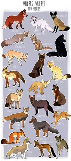 an image of various types of foxes in different colors on a gray background with the words'vulpies, vulpies, foxs and species'written below it