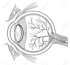 an illustration of the structure of the human eye with all parts labeled in black and white