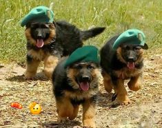 three puppies wearing green hats running in the grass