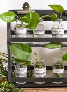 three glass jars with plants in them on a shelf