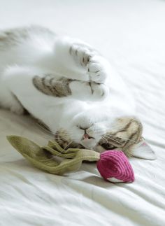 a cat laying on its back playing with a pink ball and green cloth toy in front of it