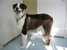 a brown and white dog standing in front of a door