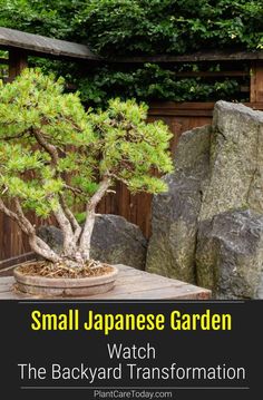 small japanese garden with bonsai tree in the background and text overlay that reads, small japanese garden watch the backyard transformation