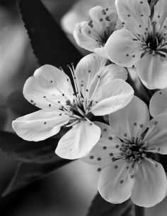 black and white photograph of flowers in bloom