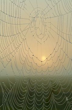 the sun is setting behind a spider web with water droplets on it's surface