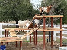 three goats standing on top of a wooden structure