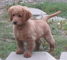 a brown dog standing on top of a cement slab next to grass and dirt ground