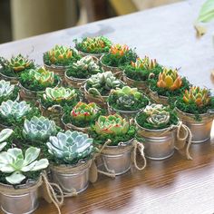 many potted succulents are sitting on a table